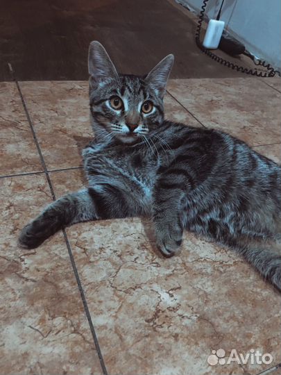 Кот