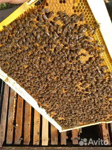 Пчелопакеты