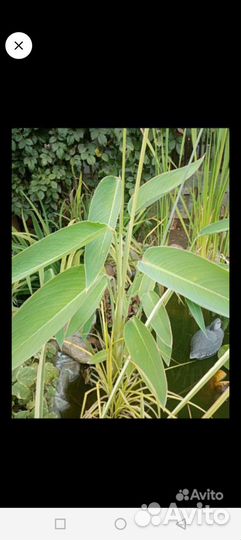 Растения для пруда