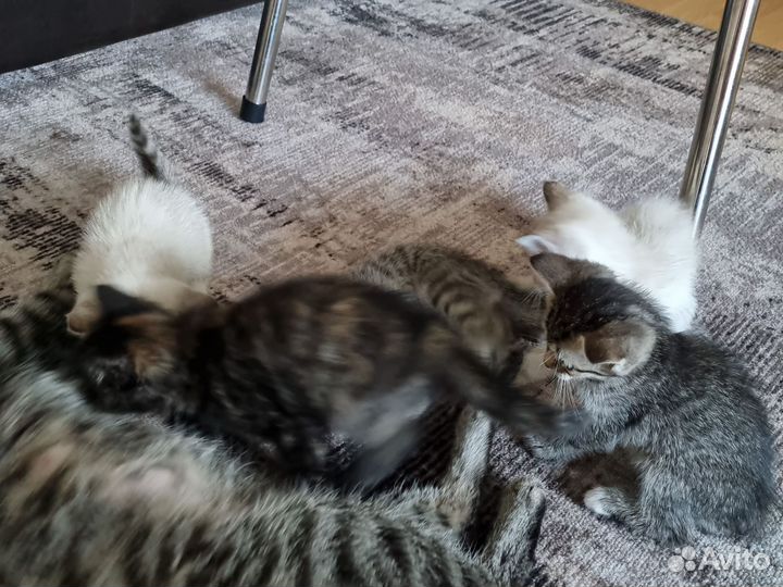 Кошки в добрые руки