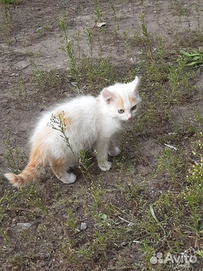 Котята бесплатно
