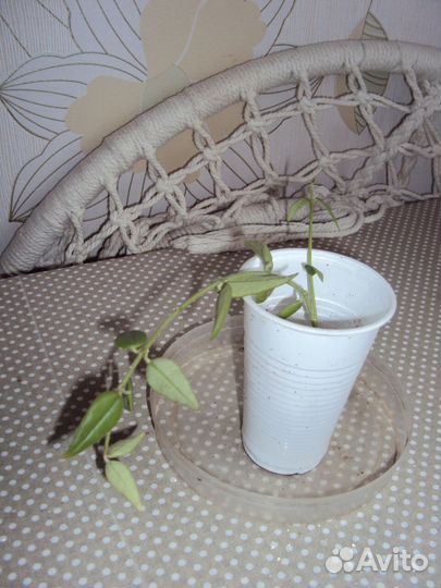 Комнатные цветы