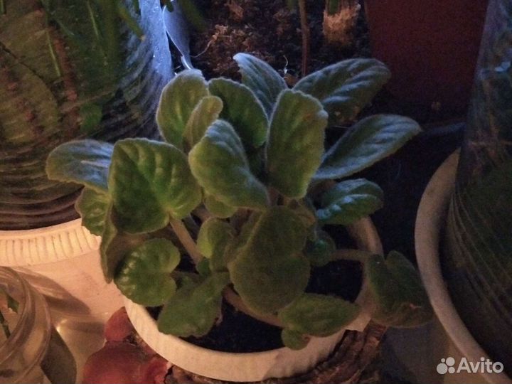 Сансевиерия