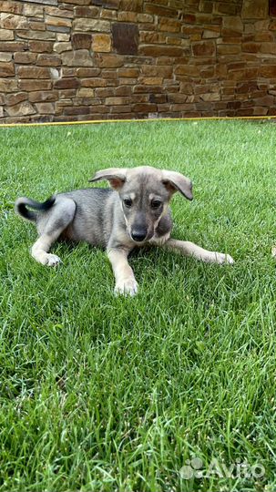 Сторожевые собаки