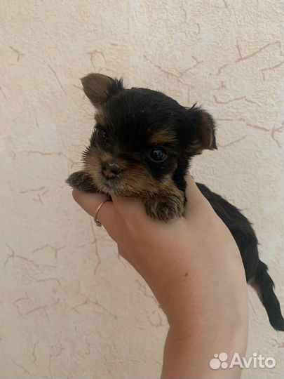 Йоркширский терьер мини