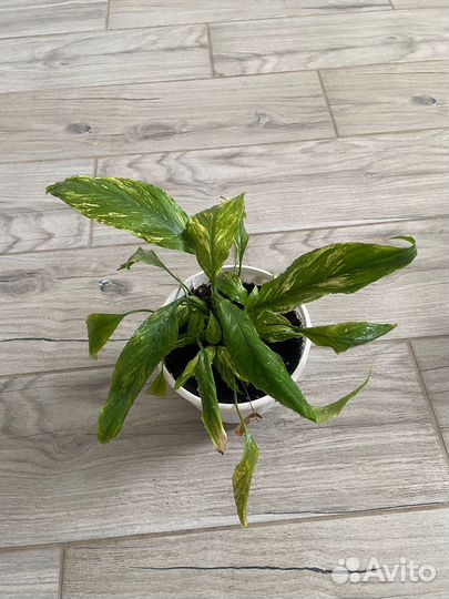 Спатифиллум домино