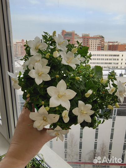 Кампанула белая. (Невеста)