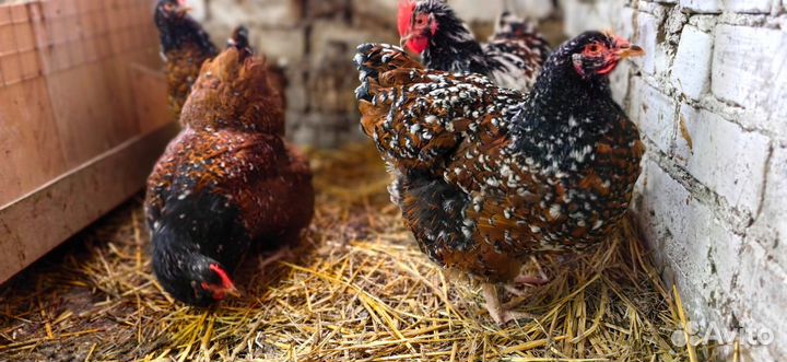 Инкубационное яйцо породной птицы