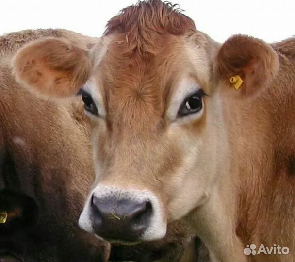 Тёлки джерси