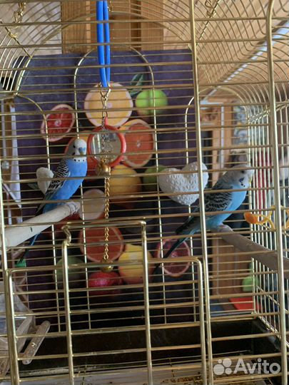 Волнистый попугай