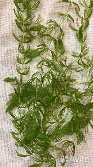 Роголистник за весь обем, что на фото