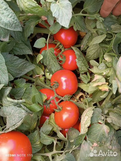 Помидоры оптом