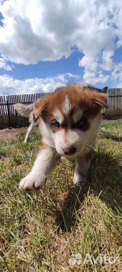 Щенок хаски девочка