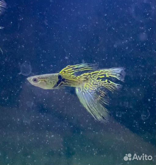 Аквариумные рыбки гуппи