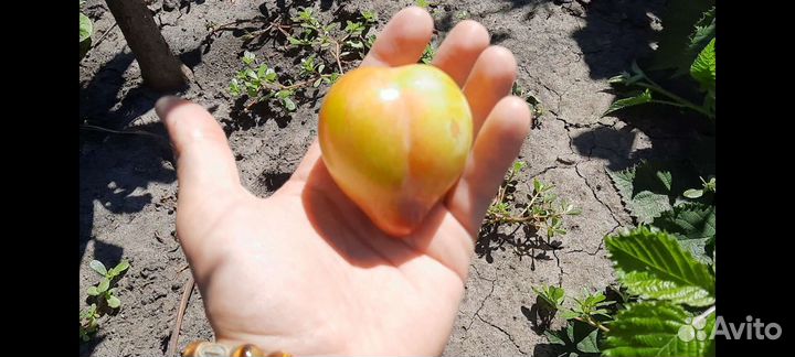 Саженцы диплоидной Сливы Байрон Голд