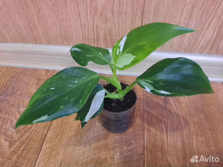 Филодендроны