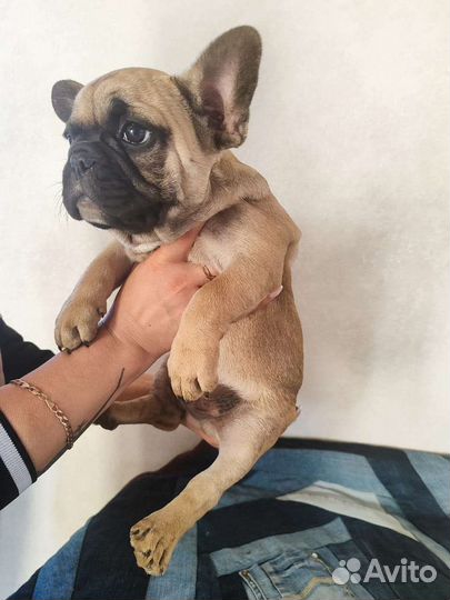Щенки французского бульдога