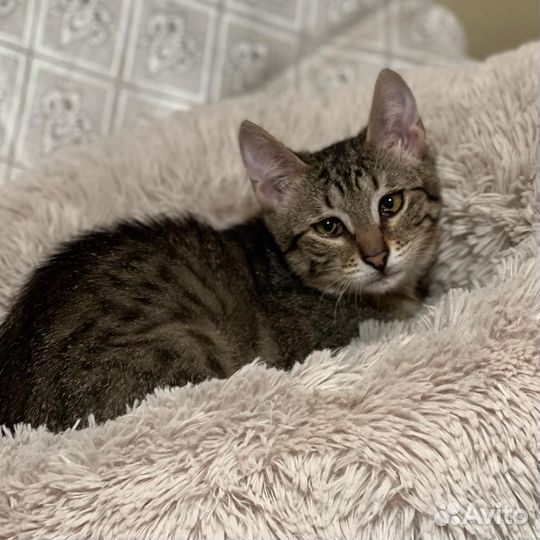 Ева хочет домой