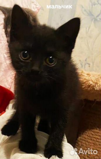 Котенок мальчик