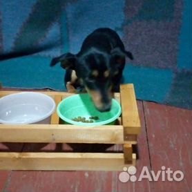 Подставка для еды для собак своими руками (70 фото)