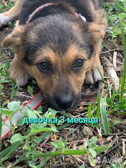 Овчарка(митис)