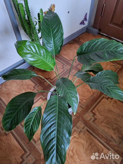 Спатифиллум