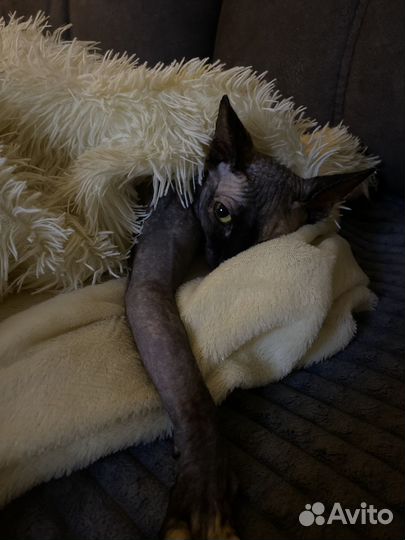 Домашние животные кошки