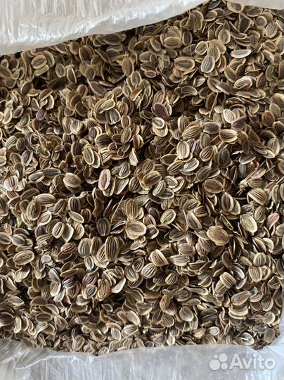 Молодые сосновые почки