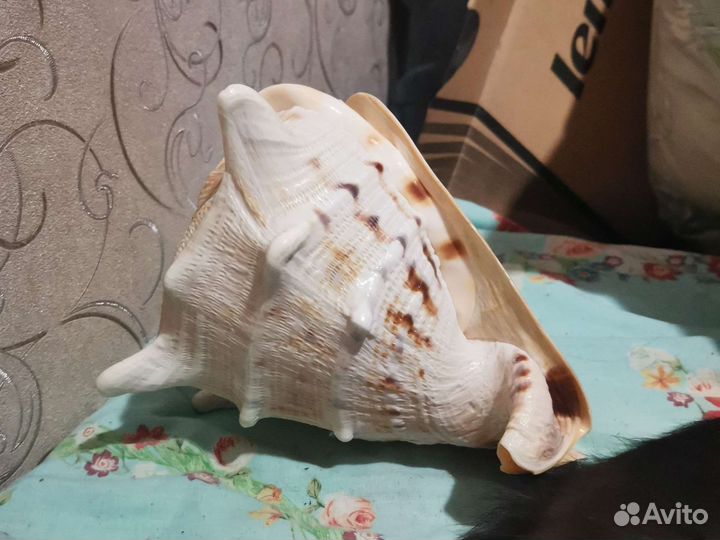 Коралл балянус