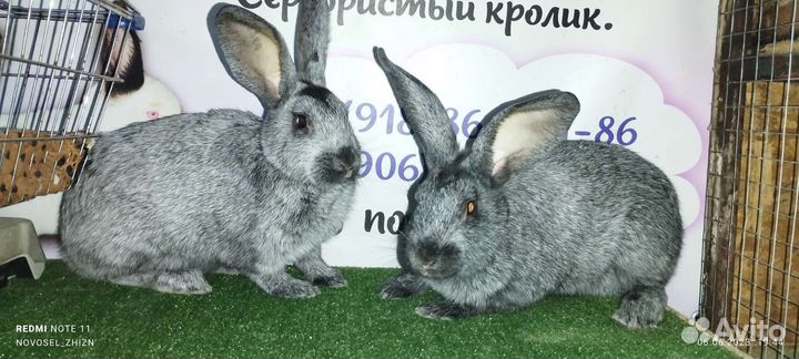 Кролики, мясо кролика(и копченое тож)