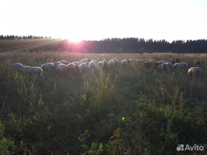 Овцы бараны