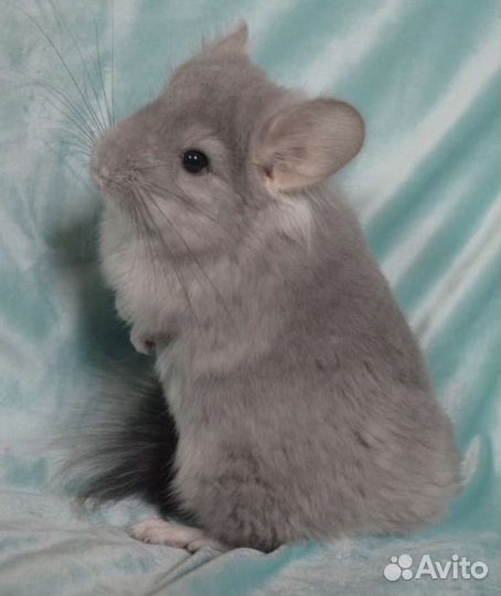 Шиншилла ангора самка