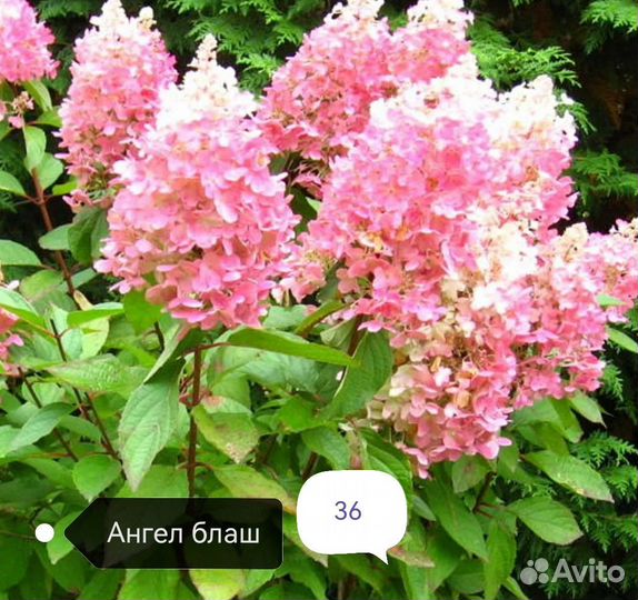 Гортензия метельчатая 10 шт