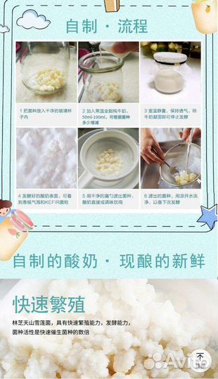 Кефирный Тибетский молочный гриб (крупный)