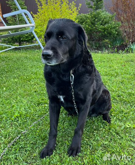 Отдам лабрадора