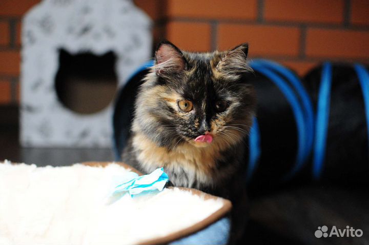 Котёнок трехцветка в дар