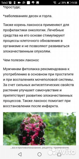 Фитолакка (лаконос), горец Сахалинский