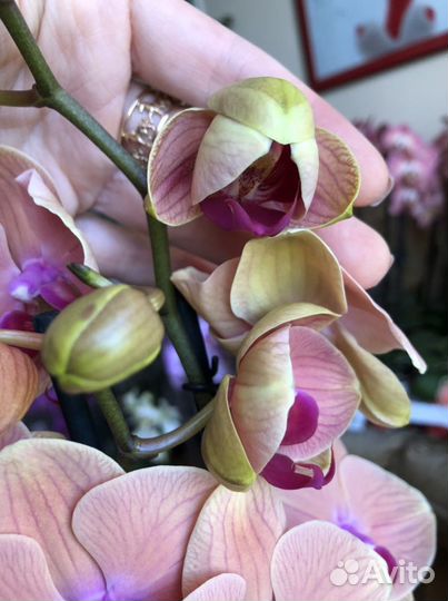 Орхидея карибские мечты