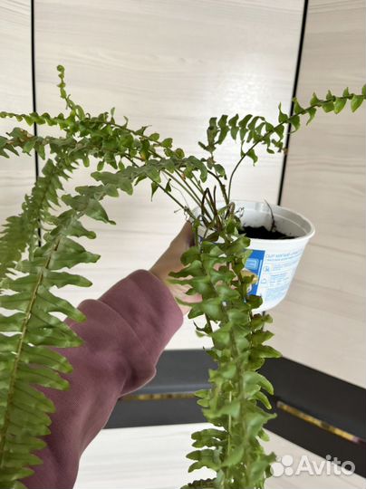 Папоротник нефролепис