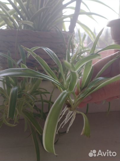 Хлорофитум