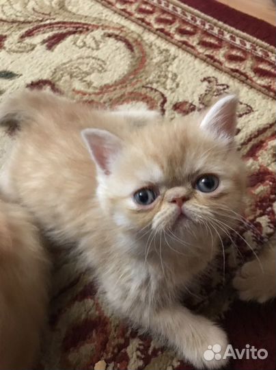Персидские котята