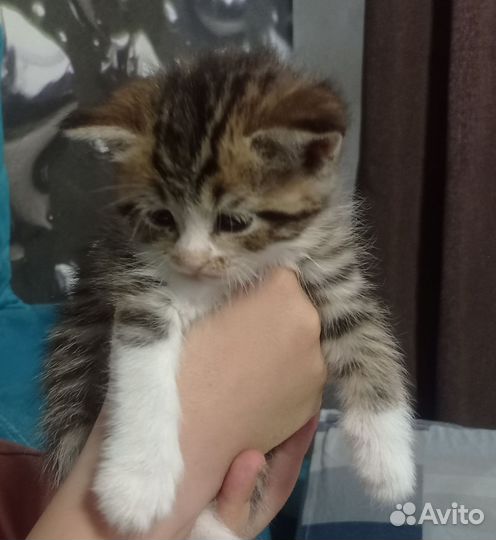 Кошка