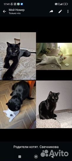 Котята