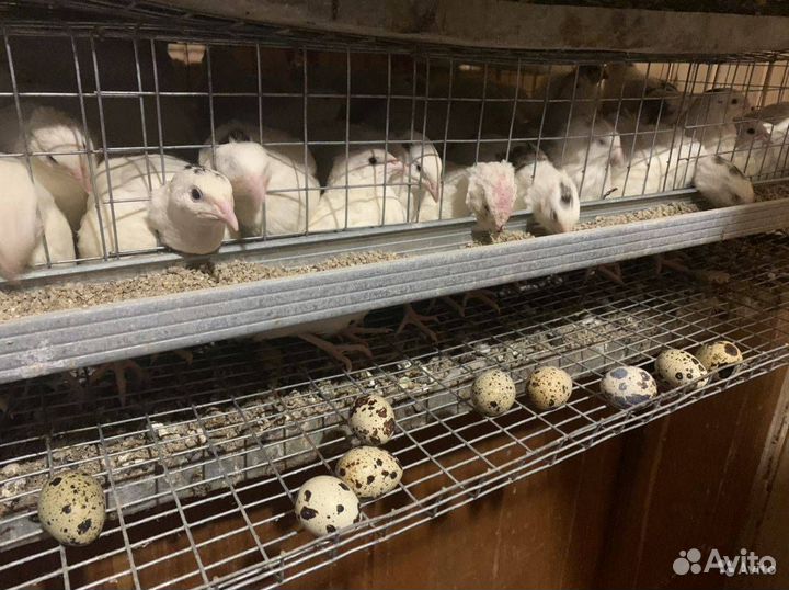 Перепелята