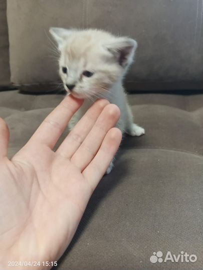 Котята