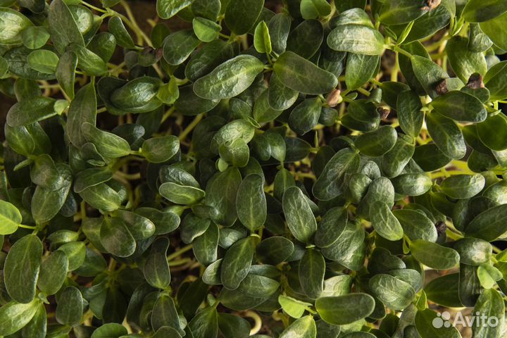 Микрозелень