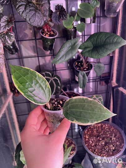 Хойя латифолия альбомаргината, куртиси