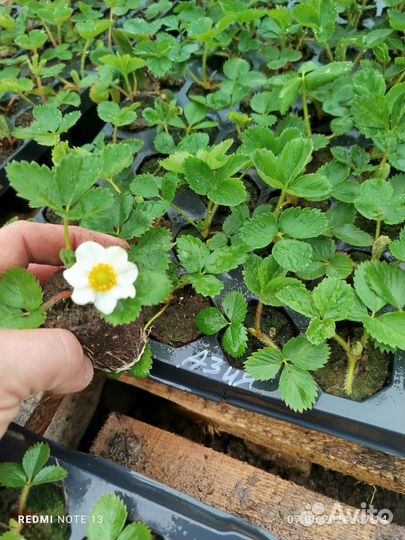 Рассада клубники