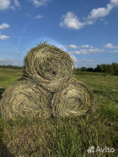 Продам сено в рулонах луговое