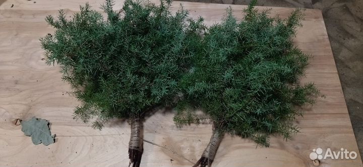 Веники для бани